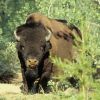 A la découverte du  bison athabascae