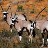 6 sites naturels incontournables en Afrique du Sud