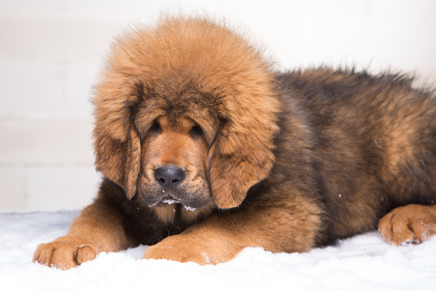 little security guard -  red puppy of Tibetan mastiff